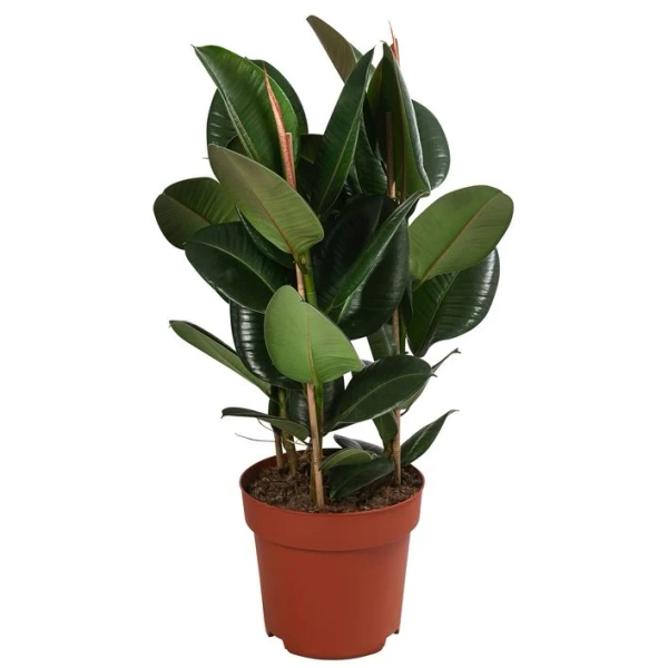 Gummibaum - Ficus elastica 'Robusta' | Dehner