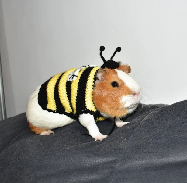 Bee Guinea Pig Costume Guinea Pig Clothes Guinea Pig Sweater and Hat Guinea Pig Accessories Small Pet Chinchilla Outfits Ferret Clothing
