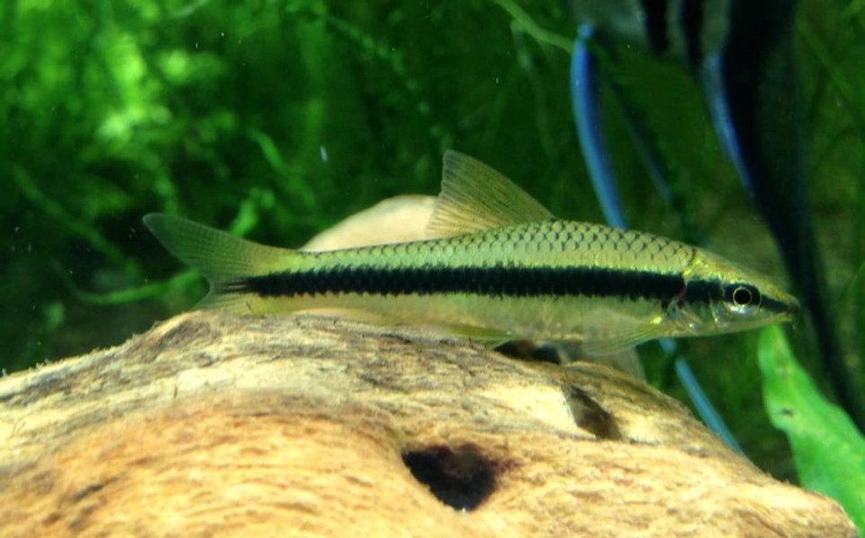 1 True Siamese Algae Eater (Crossocheilus siamensis)