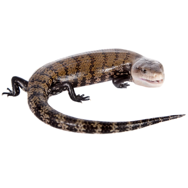 Blue Tongue Skink (Tiliqua sp.)