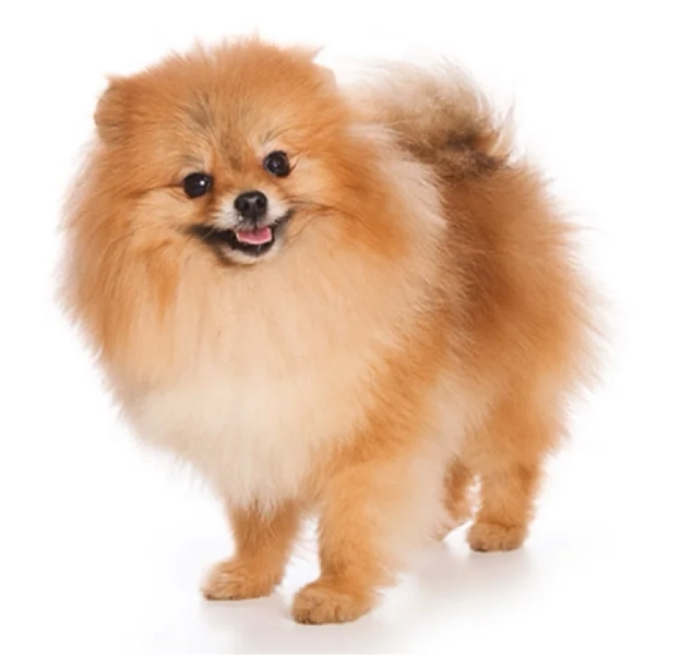 spitz - Google Search