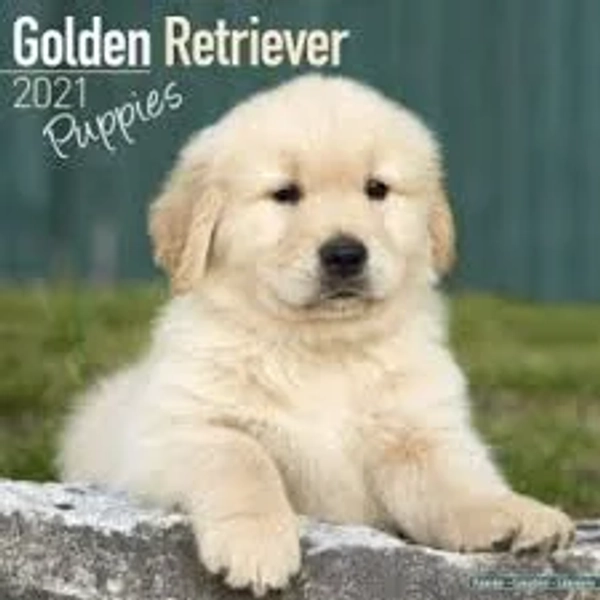 Best golden retriever female price Free Shipping Golden Retreiver puppy for Sale Bangalorepups