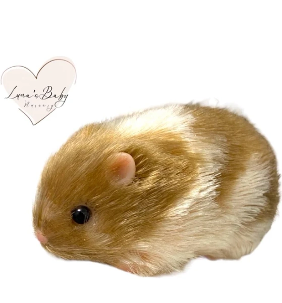 Syrian Caramel Silicone Hamster