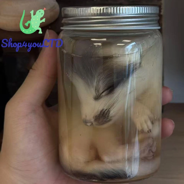 Real Wet Liquid Fox Specimen Ethically Collected Glass Jar Taxidermy Oddity Curio Decor Special Unique Gift for Fox Enthusiasts and Her