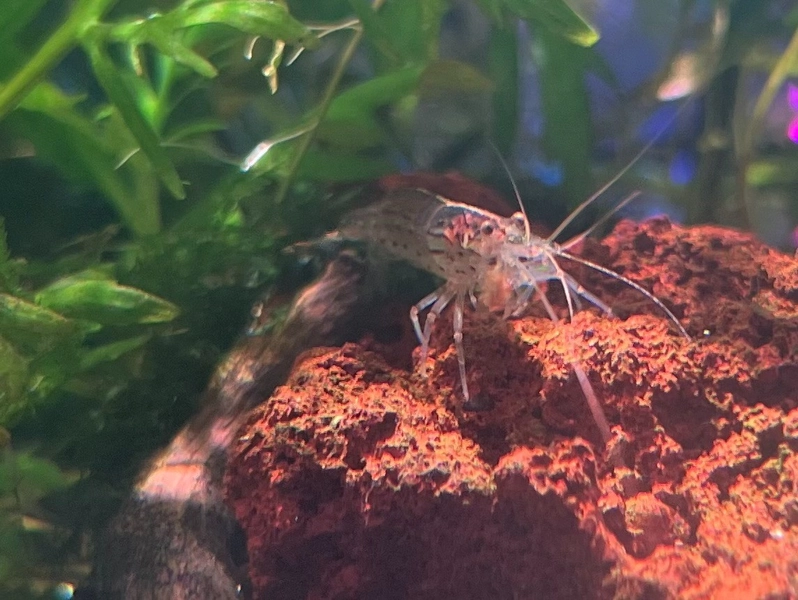 3 Amano Shrimp