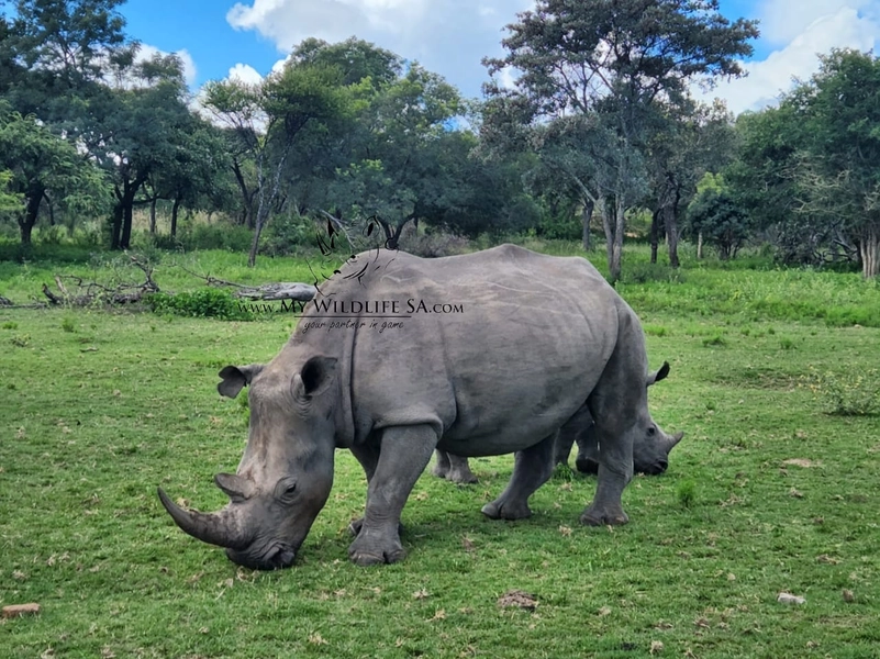 &amp;#x203c;&amp;#xfe0f;SOLD&amp;#x203c;&amp;#xfe0f;
Rhino for sale