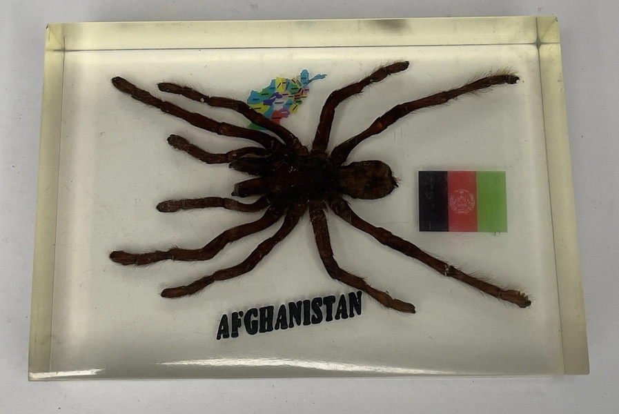 Real Afghanistan Tarantula Paperweight Souvenir Clear Resin / Acrylic