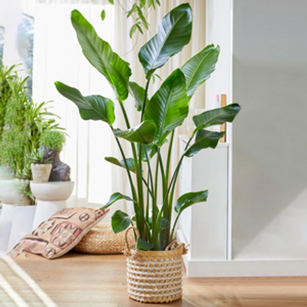 Strelitzia nicolai Exotic Indoor House Plant