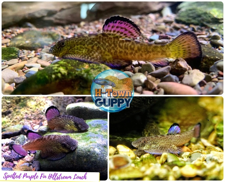 2 Purple-Fin Hillstream Loach (Pseudogastromyzon laticeps)