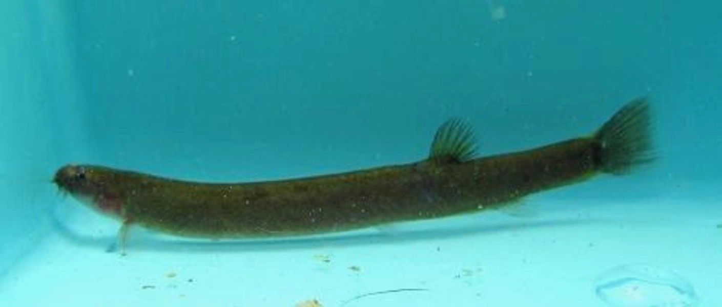 1 Black Kuhli Loach