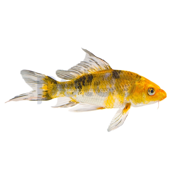 Butterfly Koi (Cyprinus carpio) - Small