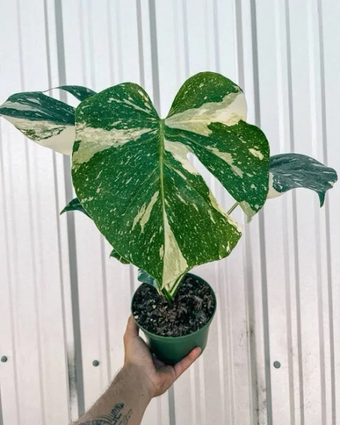 Monstera 'Thai Constellation'