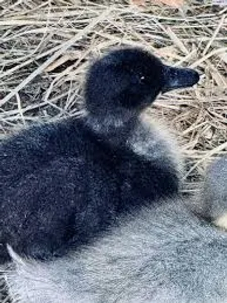 Duckling - Jumbo Pekin x Cayuga — Blue Yonder Farms