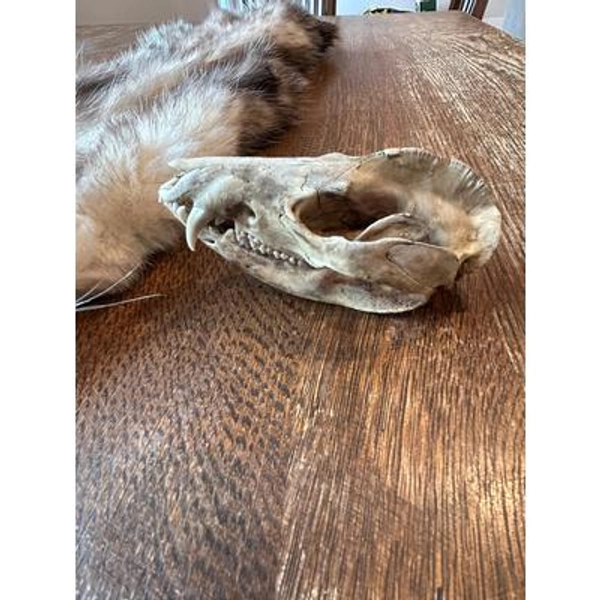Large beetle opossum skulls