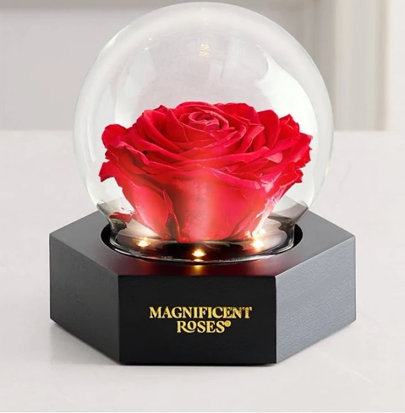 1-800-Flowers Magnificent Roses Preserved Illuminating Globe Flowers