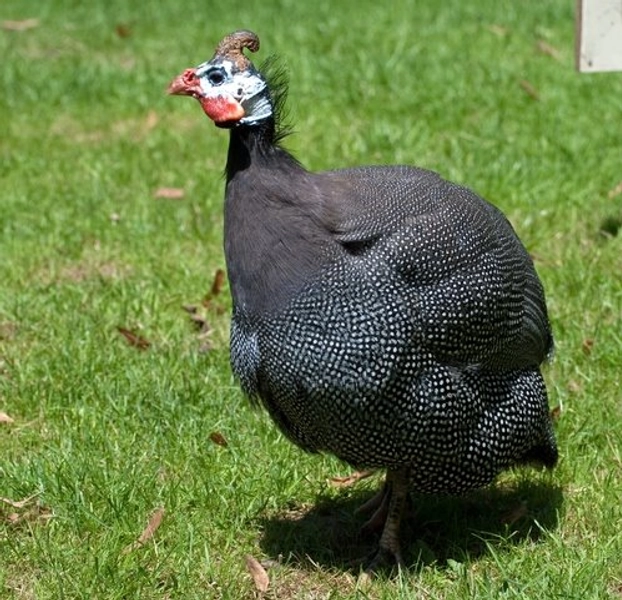 Pearl Grey Guinea
