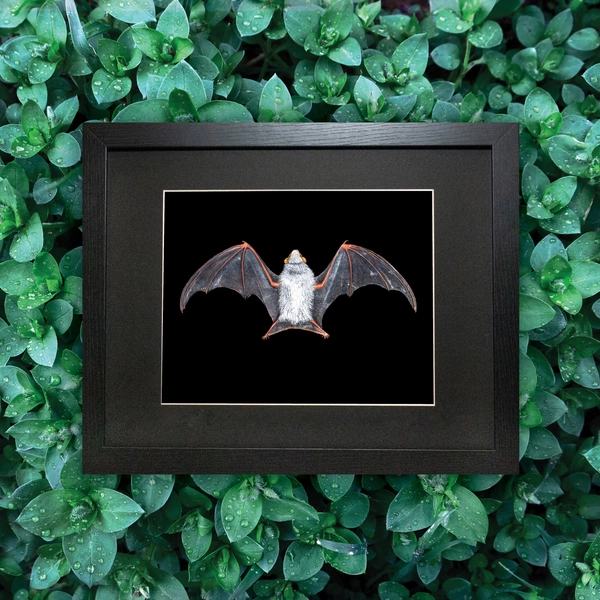 Northern Ghost Bat Watercolor Framed, Framed Ghost Bat Art, Diclidurus albus painting framed, Framed Bat, Mounted Bat art