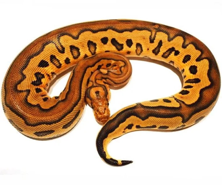 Clown Ball Python '23