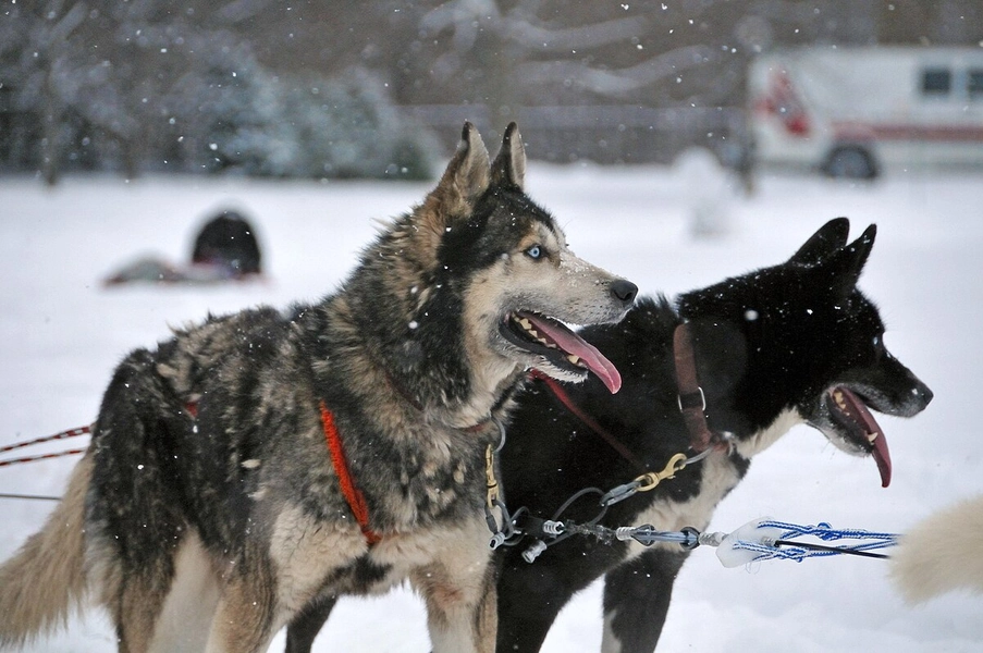 Husky - Wikipedia