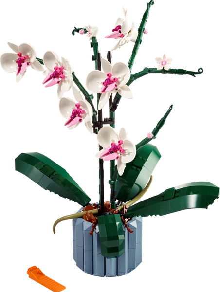 Orchidee