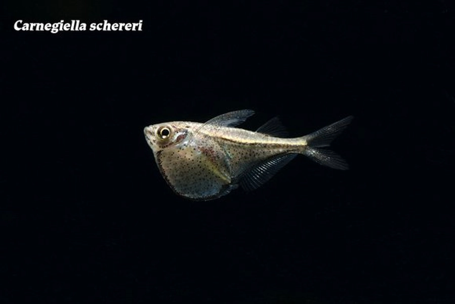 1 Dwarf Hatchetfish (Carnegiella schereri)