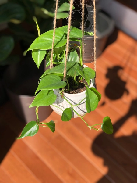 Jade heart leaf philodendron 3" nursery pot, Easy care indoor heart leaf philodendron, rare low light hanging plant with mature vines