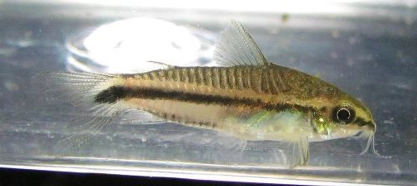 1 Pygmy Corydora Catfish (Corydoras pygmaeus)