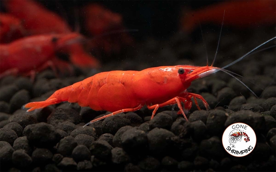 11 Fire Red NeoCaridina Shrimp
