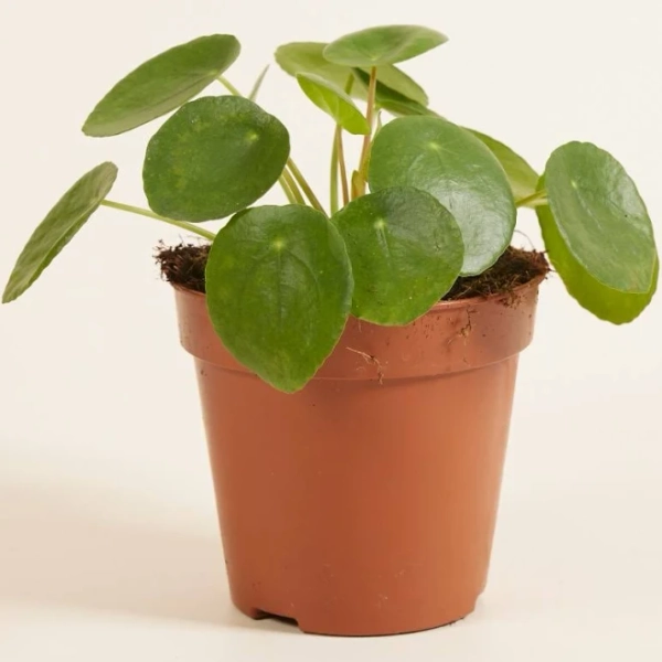 Pilea Peperomioides Chinese Money Plant