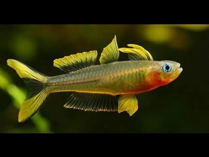 1 Forktail Blue-Eye Rainbow Fish (Pseudomogil furcatus)