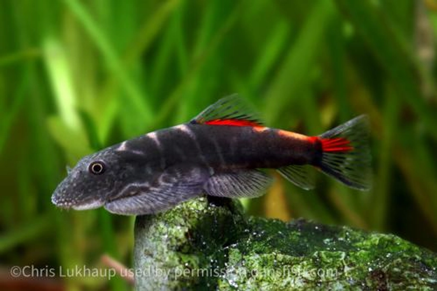 1 Bloody Mary Hillstream Loach (Gastromyzon sp.)