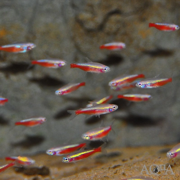 1 Albino Cardinal Tetra (Paracheirodon axelrodi)