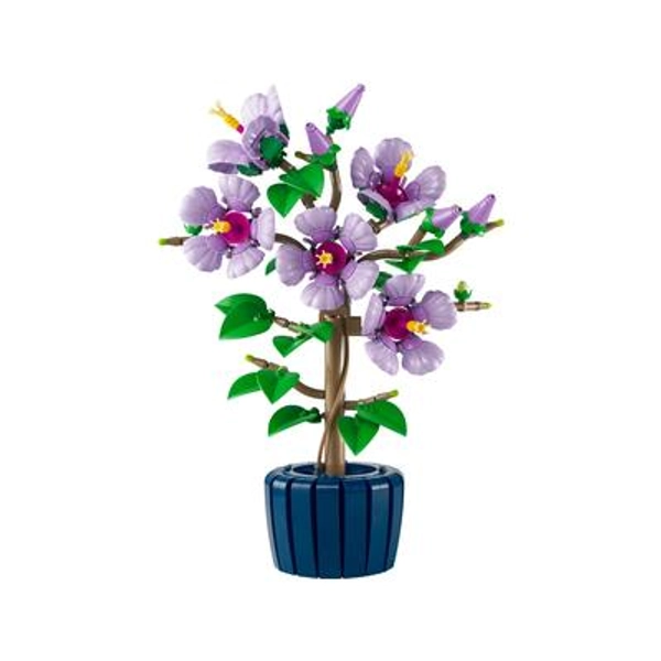 Hibiscus
