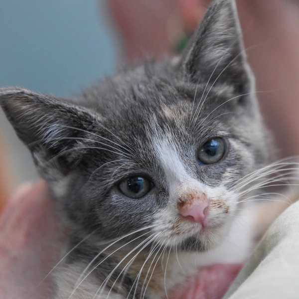 Buffy is available for adoption at Nine Lives Foundation