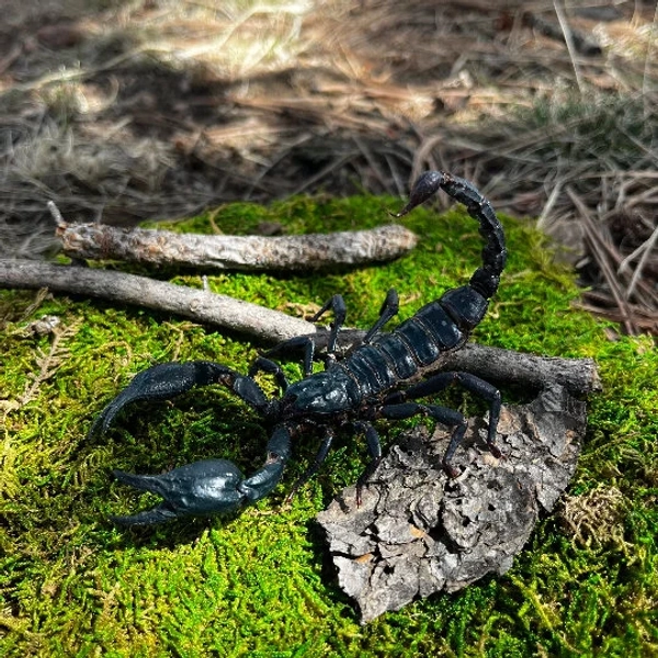 GIANT Real Scorpion, DEAD specimen Heterometrus laoticus, Black Forest Creepy Dead Bug for pinning, framing, artwork or Halloween Decor Goth