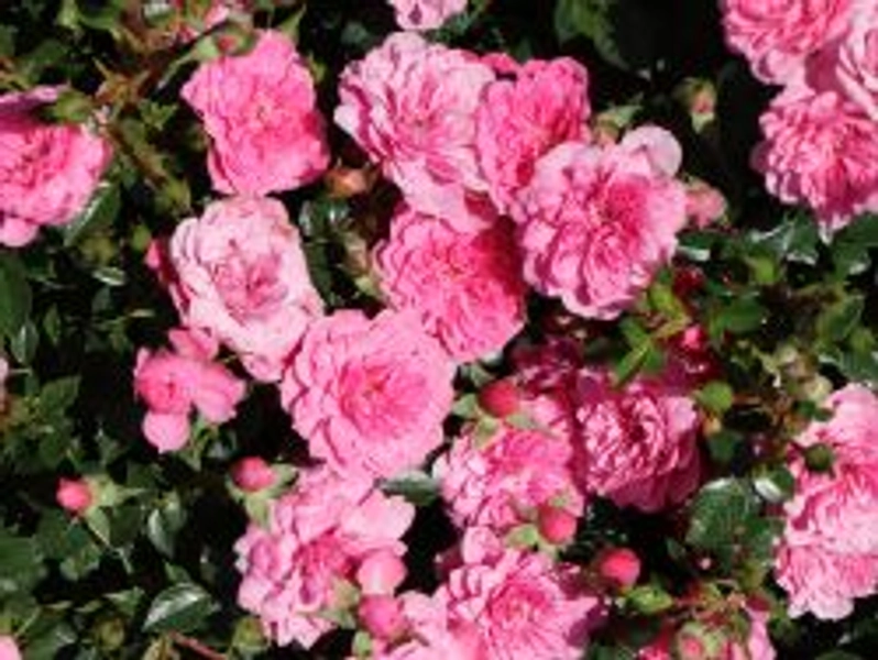 Bodendecker-Rose 'Knirps' ® - Rosa 'Knirps' ®