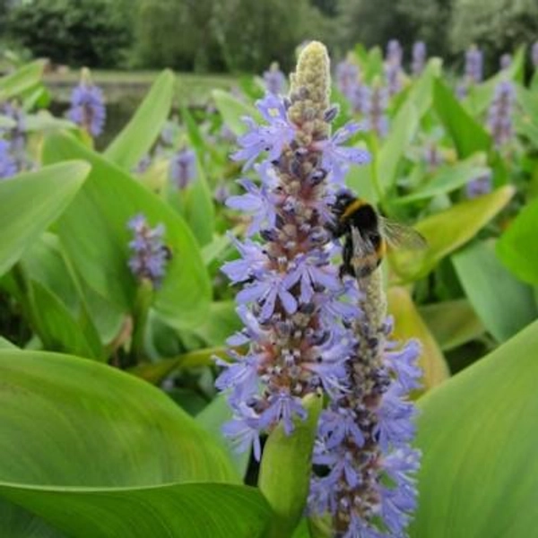 Anglo Aquatic Pontederia Codata Pickerel Weed - 3L