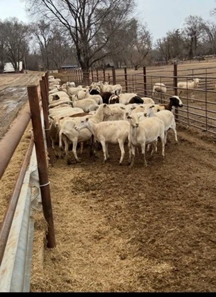 500 Dorper, Katahdin - Ewes