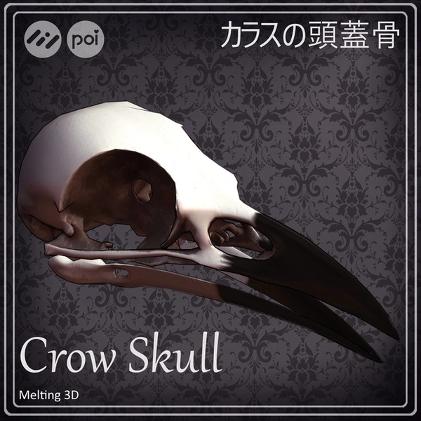 Crow Skull カラスの頭蓋骨