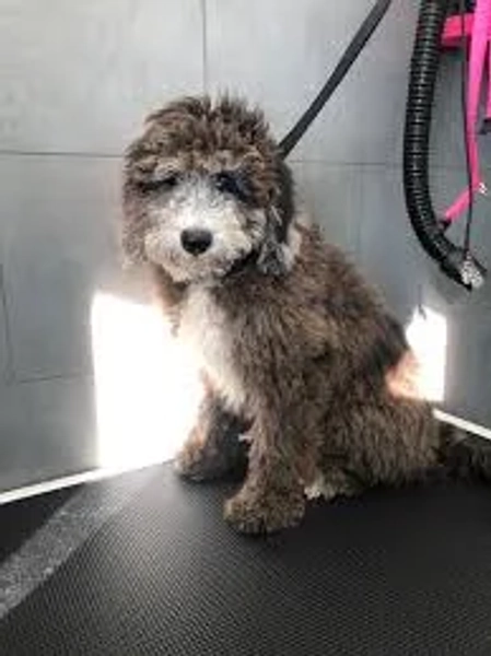 Buy landseer newfypoo on Sale Rosetta s 3 25 20 NewfieDoodles MOORE FAMILY NEWFOUNDLANDS MORE