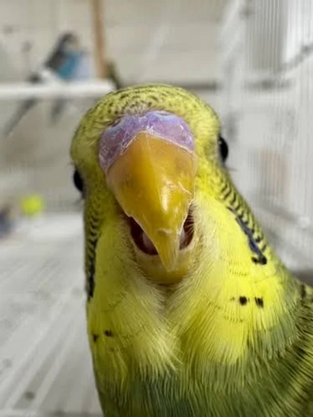 Young Parent Raised Parakeets/American Budgies