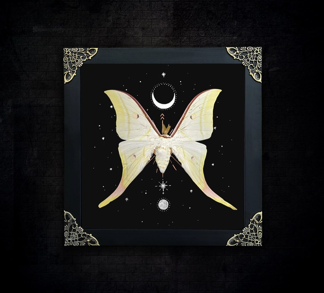 Luna Moth Framed Gothic Black Witch Wall Display Victorian Goth Goblincore Cottagecore Fairycore Oddity Hanging Room Gothic Unique Gift