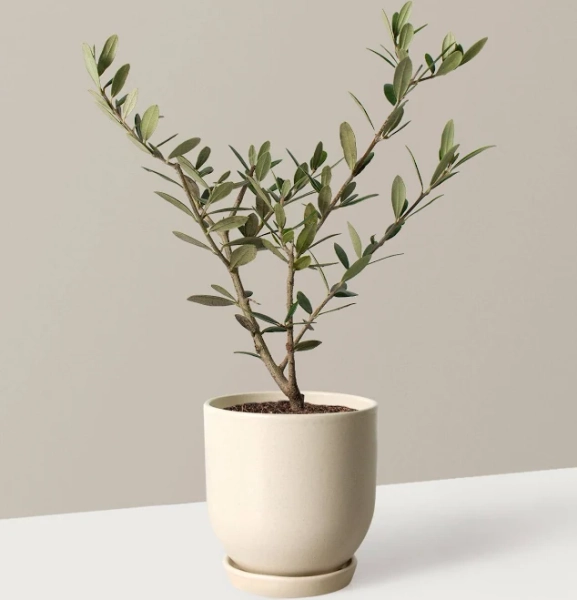 Olive Tree Houseplant Large Planter