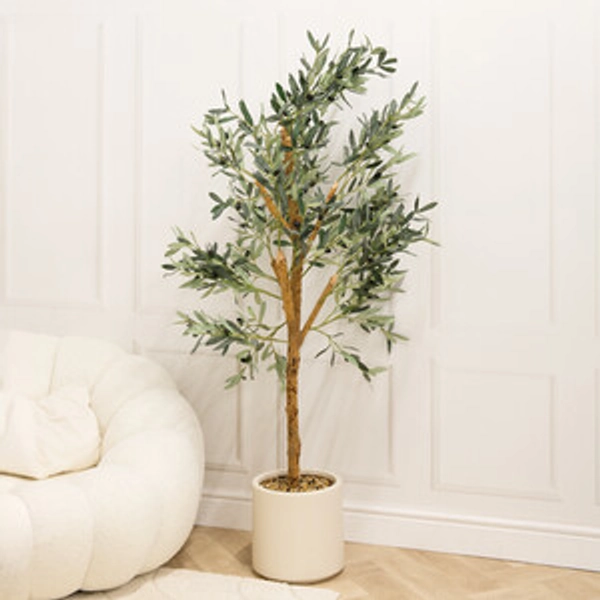 Olive Tree in Pot