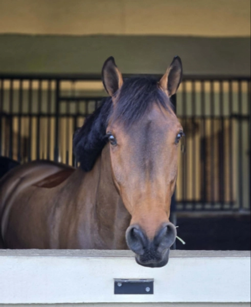 Mathais - DreamHorse.com Horse ID: 2312470