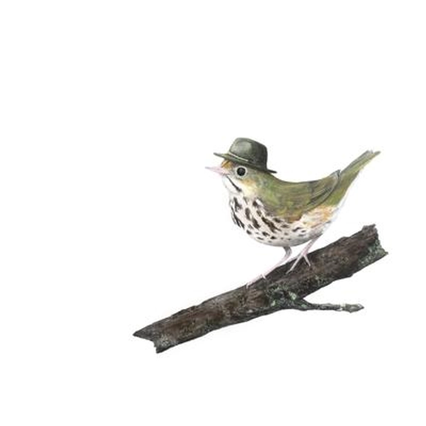 No.22 - "Ovenbird With Stetson Explorer" High-Quality 8x10" Giclée Fine Art Print, Signed By Artist