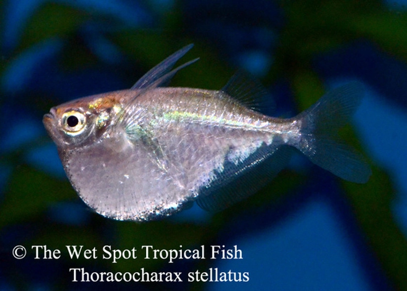 1 Platinum Hatchetfish (Thoracocharax stellatus)