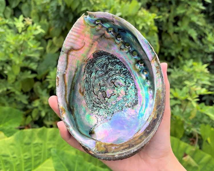 Natural Abalone Shells