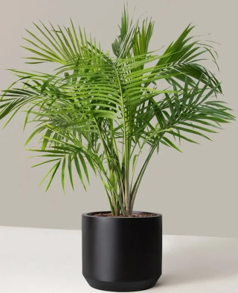 Large Majesty Palm Houseplant Large Planter