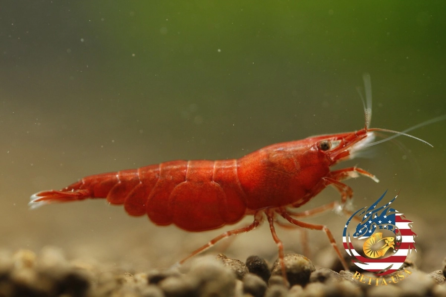 11 Fire Red Cherry Neocaridina Shrimp